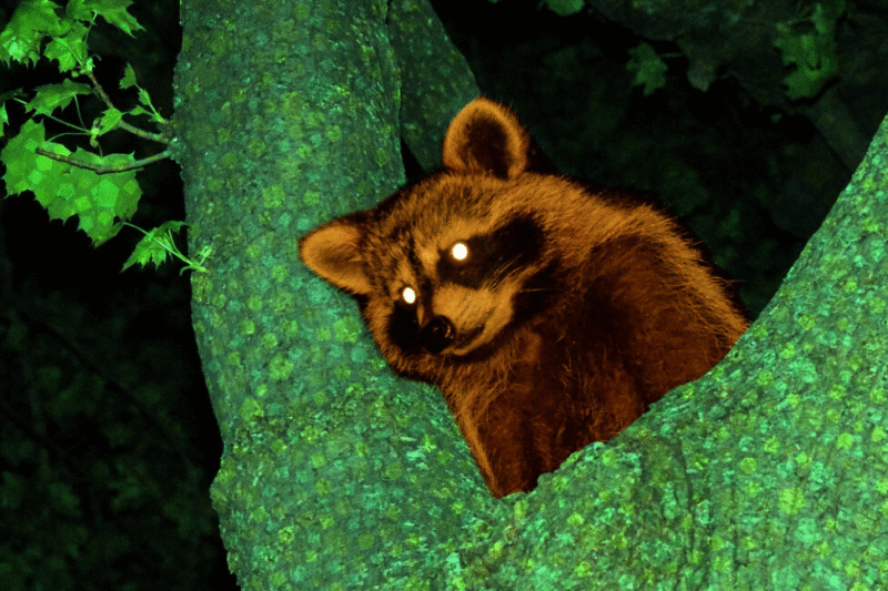 AI у класичному Animal Crossing: борги, протест та гумор