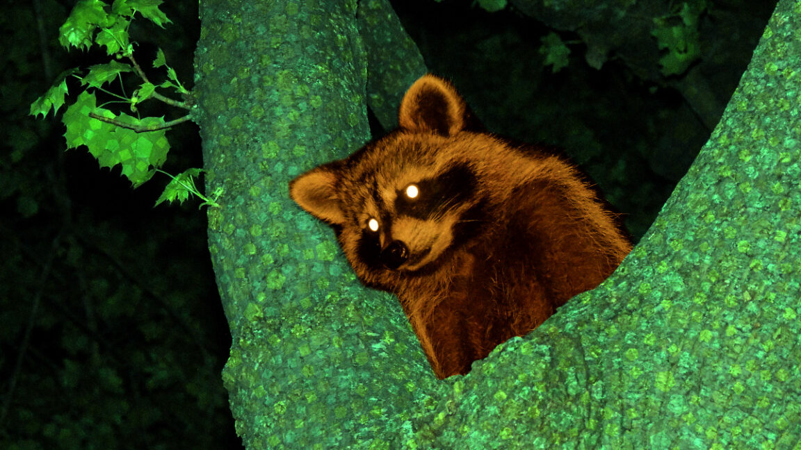 Протест жителів Animal Crossing проти Тома Нука