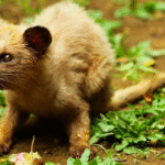 Кавові зерна копі лувак