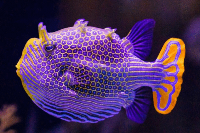 Нові відкриття в Тюрингових візерунках: імперфекції як ключ до природних візерунків