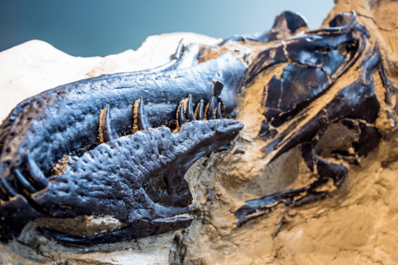 Вчені підтвердили існування нового виду динозаврів