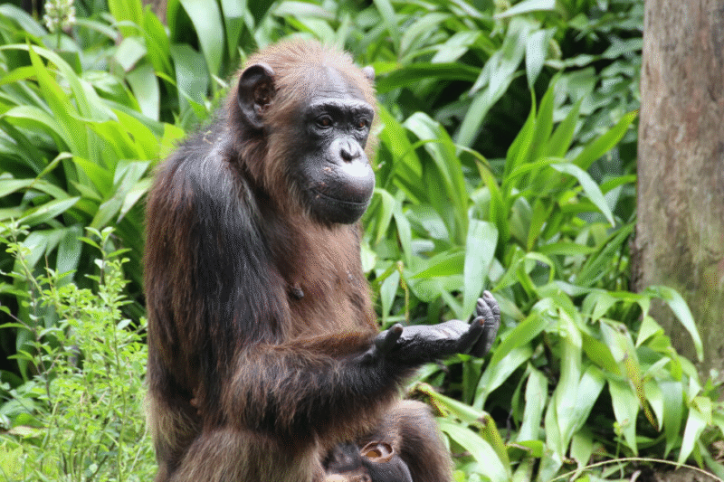 Шимпанзе: раціональність на рівні людей