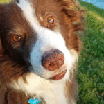 Давні черепи собак