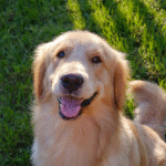 Гени, пов'язані з поведінкою собак