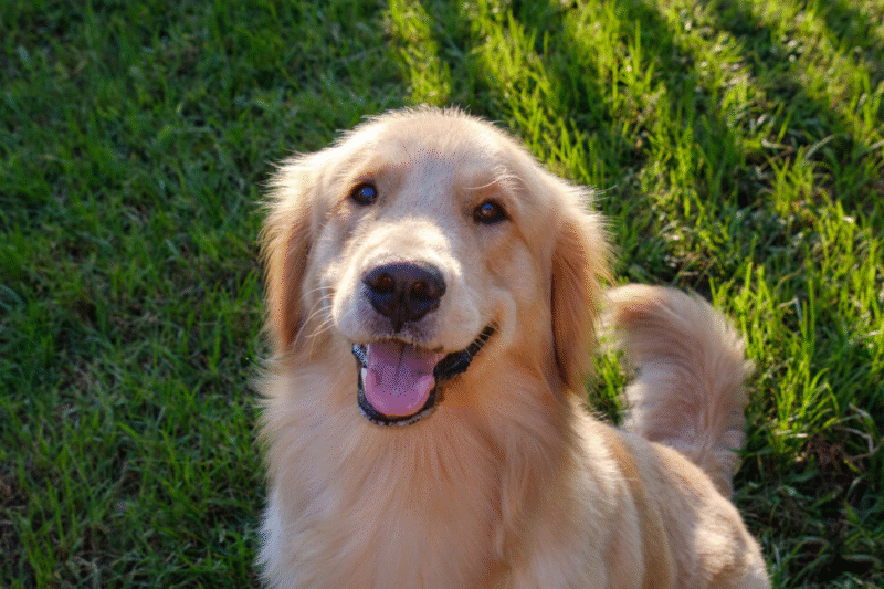 Гени собак: ключ до розуміння людської поведінки
