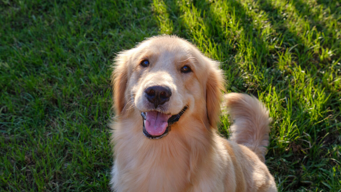 Гени, пов'язані з поведінкою собак