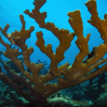 Корали Acropora у Флориді