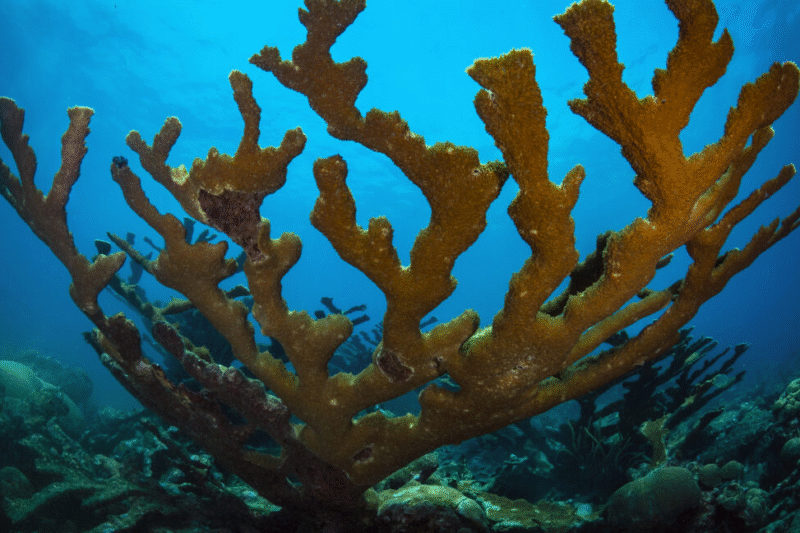 Корали Флориди на межі вимирання через морські теплові хвилі
