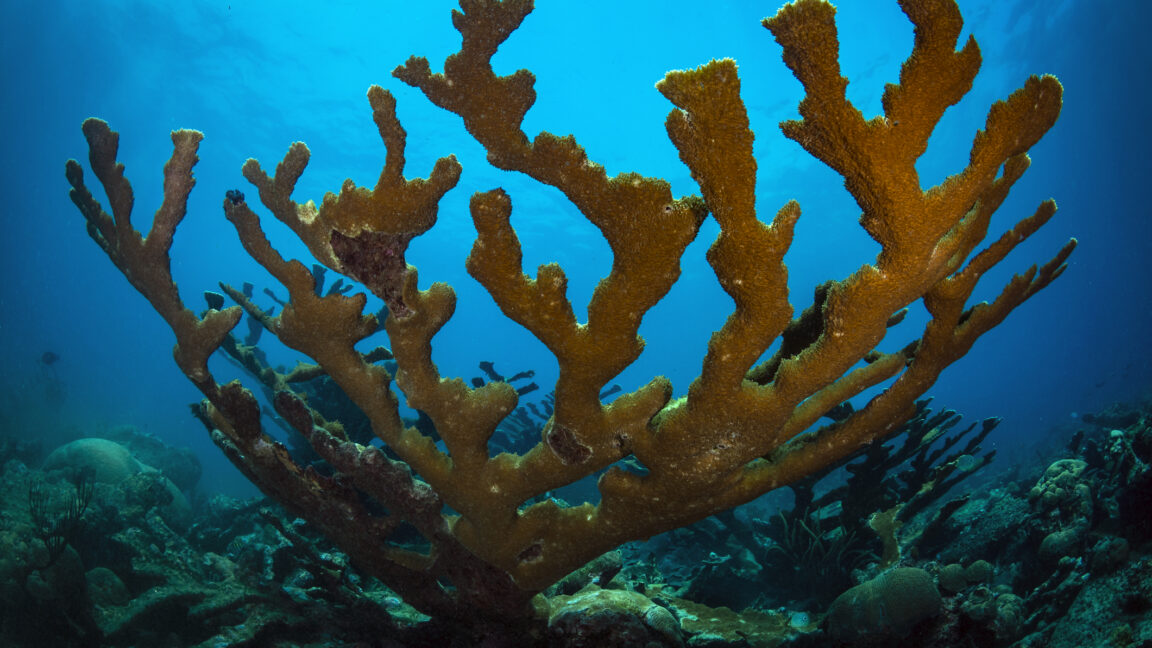 Корали Acropora у Флориді