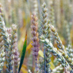 Fusarium graminearum на пшениці