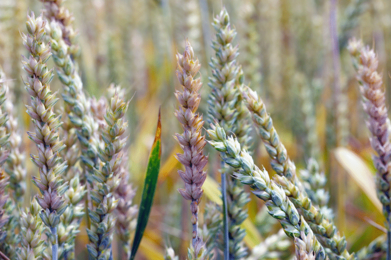 Китайська науковець визнала себе винною у контрабанді патогену для злаків