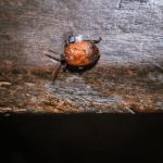 Клопи з грибами на ногах