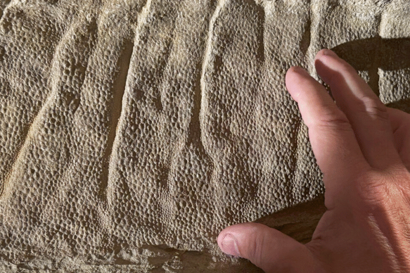 Нові мумії динозаврів в Вайомінгу змінюють наше уявлення про Edmontosaurus