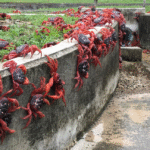 Підводні кабелі на Різдвяному острові