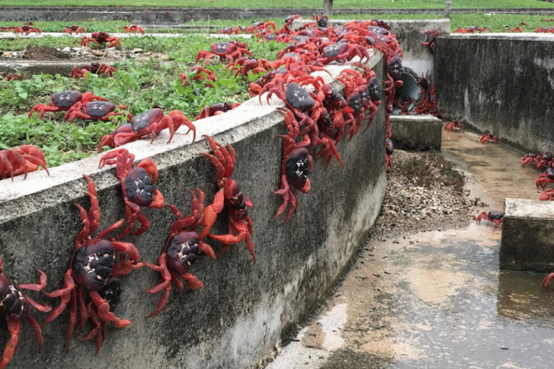 Google будує підводні кабелі на Різдвяному острові