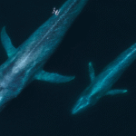 Дрон, що збирає слиз китів