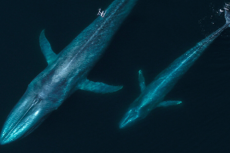 Дрони у дослідженні китів: нові горизонти науки