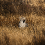 Сірі вовки у Національному парку Єллоустон