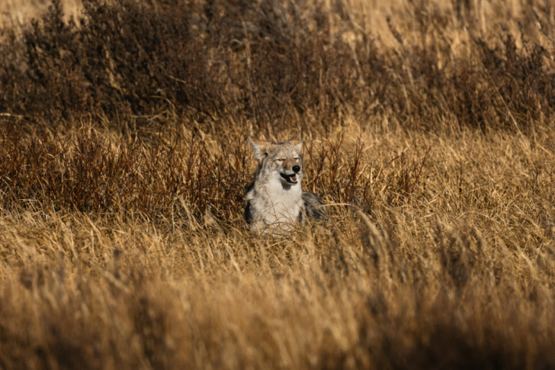 Вплив повторно введених вовків на екосистеми Єллоустону