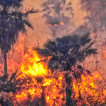 Амазонія під загрозою: послаблення екологічних захистів