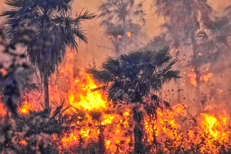 Бразилія послаблює захист Амазонії після COP30