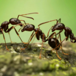 Дослідження еволюції мурах