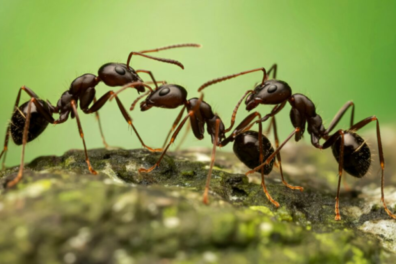 Еволюція мурах: від броні до чисельності