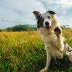 Генетичні тести для собак