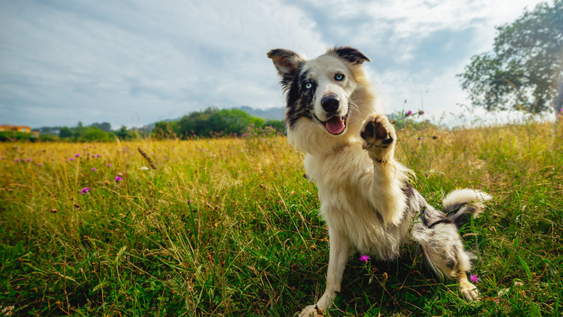 Генетичні тести для собак