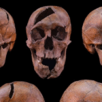 Залишки герцога Бели Маско в археологічній експертизі