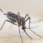 Насадка для 3D-принтера з хоботка комара