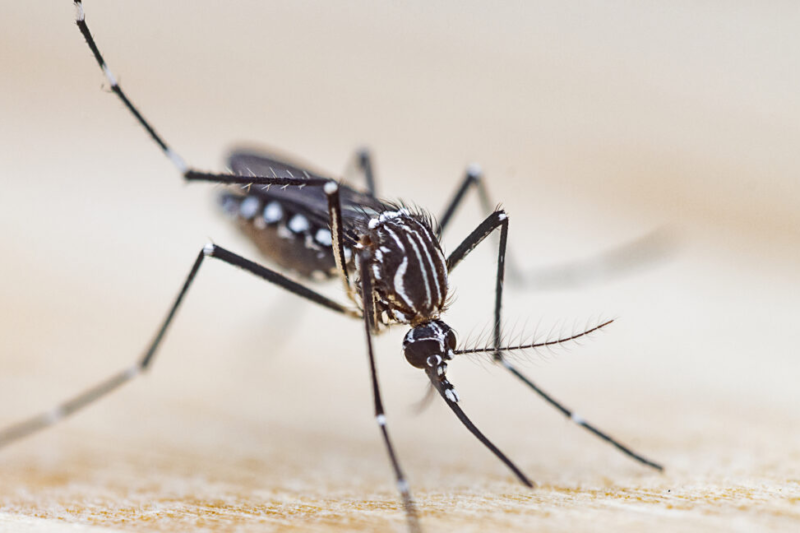 Нова ера 3D-друку: хоботок комара як насадка для принтера