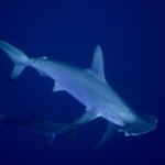 Захист акул і скатів на міжнародному рівні