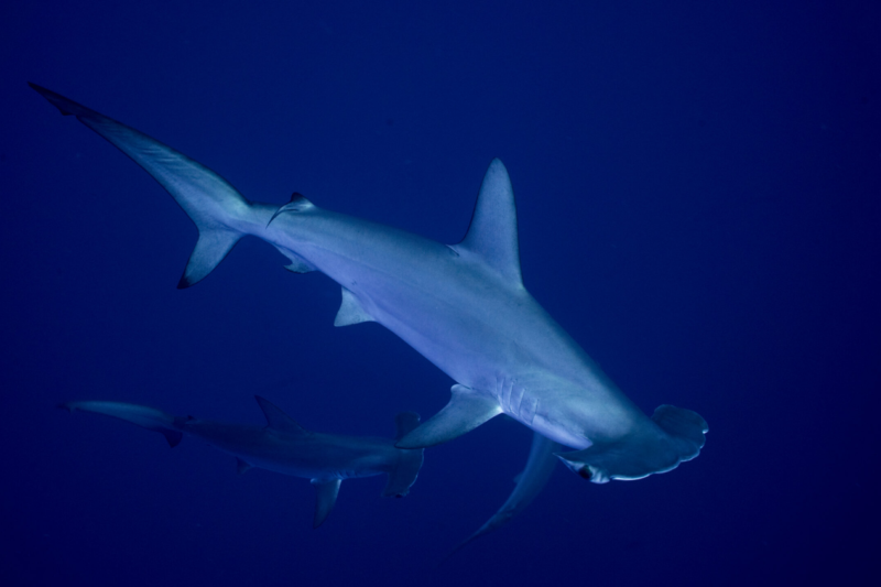 Захист акул і скатів на міжнародному рівні